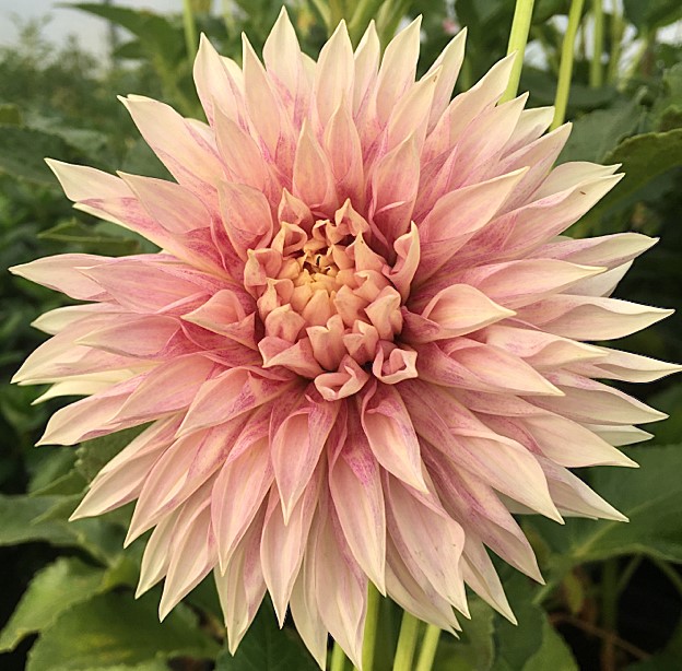 Dahlia Cafe De Paris